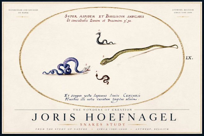 Joris Hoefnagel Studies of Serpents No6 - Póster