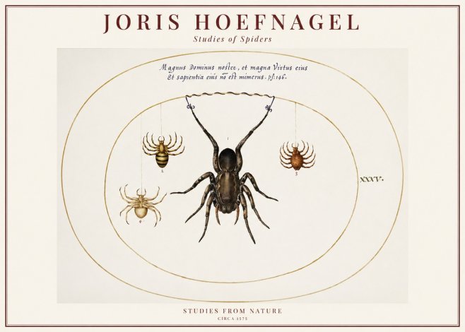 Joris Hoefnagel Study of Spiders No6 - Póster