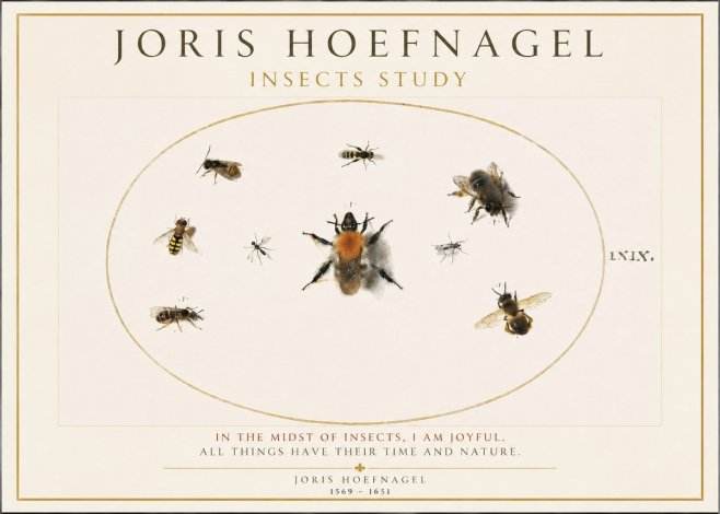 Joris Hoefnagel Insects Study II No1 - Póster