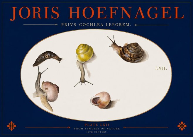 Joris Hoefnagel Privs Cochlea Leporem. No2 - Póster