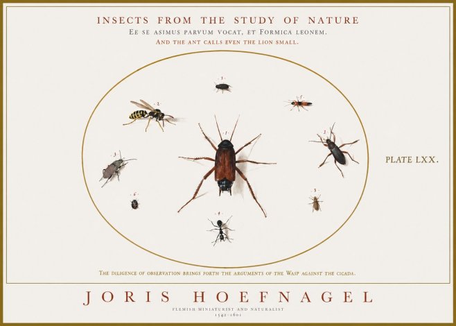 Joris Hoefnagel Insects from the Study of Nature No1 - Póster