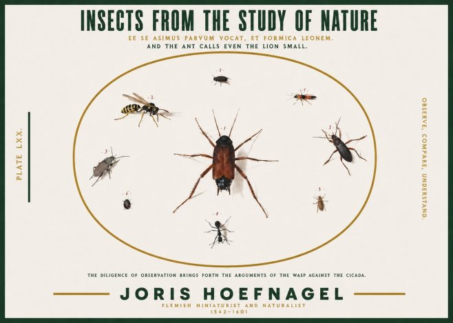 Joris Hoefnagel Insects from the Study of Nature No2 - Póster