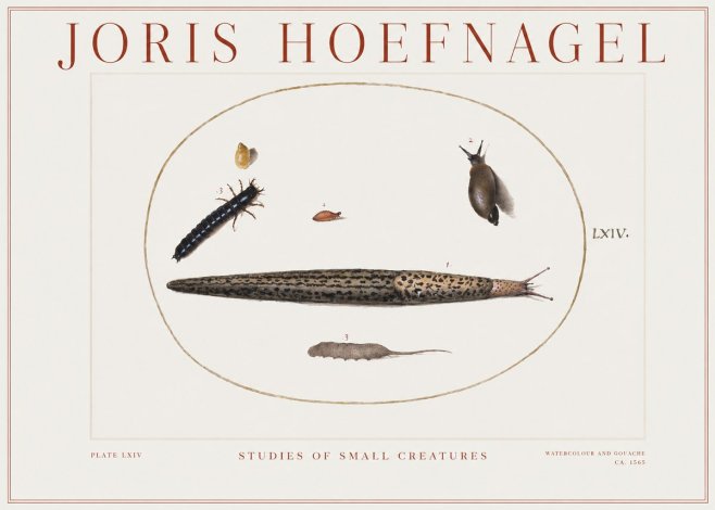 Joris Hoefnagel Plate Lxiv No2 - Póster