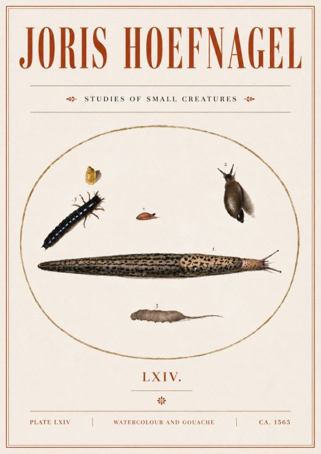 Joris Hoefnagel Plate Lxiv No5 - Póster