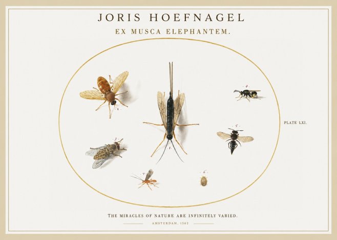 Joris Hoefnagel Ex Mvsca Elephantem. No2 - Póster