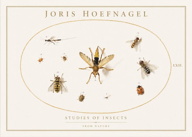 Joris Hoefnagel Studies of Insects IV No1 - Póster