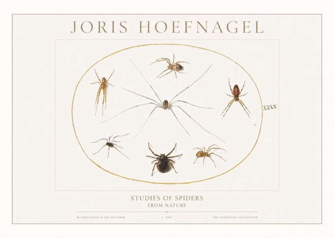 Joris Hoefnagel Studies of Spiders from Nature No1 - Póster