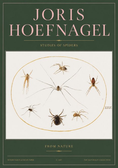 Joris Hoefnagel Studies of Spiders from Nature No2 - Póster