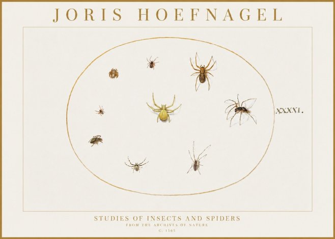 Joris Hoefnagel Studies of Insects and Spiders No1 - Póster