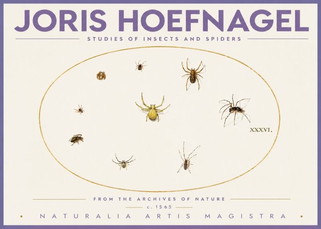 Joris Hoefnagel Studies of Insects and Spiders No4 - Póster