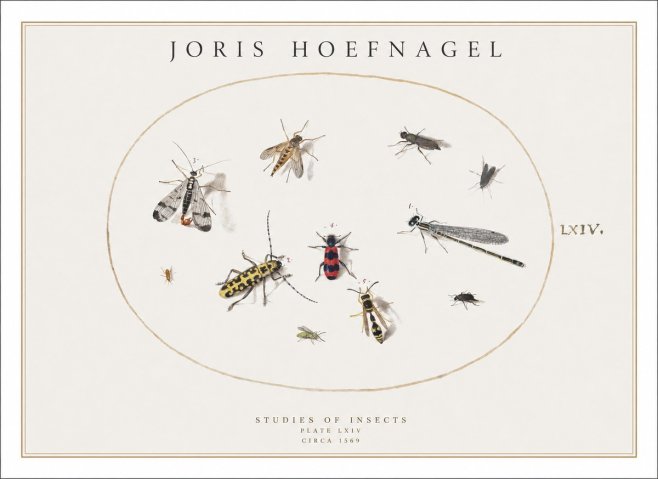 Joris Hoefnagel Studies of Insects - Plate Lxiv No1 - Póster