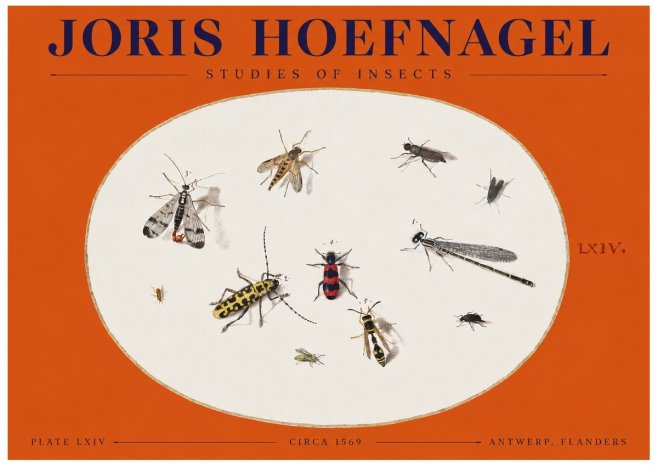 Joris Hoefnagel Studies of Insects - Plate Lxiv No2 - Póster