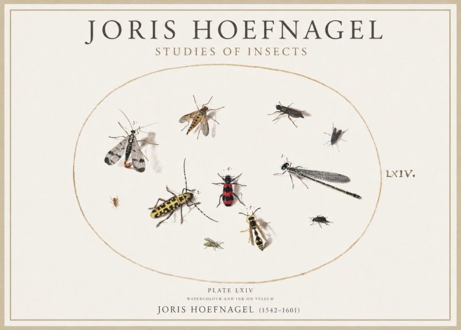 Joris Hoefnagel Studies of Insects - Plate Lxiv No4 - Póster