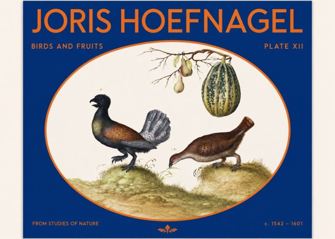 Joris Hoefnagel A Cock and Hen of the Woods with Pears and Gourd No2 - Póster
