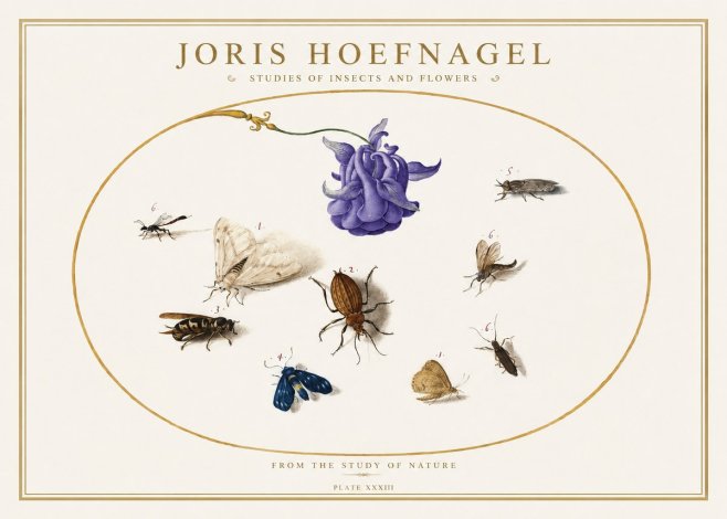 Joris Hoefnagel Studies of Insects and Flowers No5 - Póster