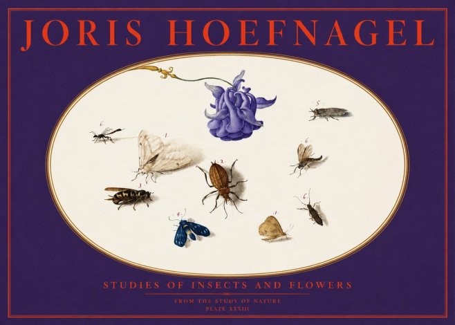 Joris Hoefnagel Studies of Insects and Flowers No6 - Póster