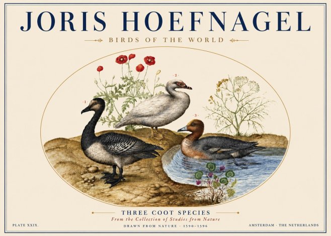 Joris Hoefnagel Three Coot Species No5 - Póster