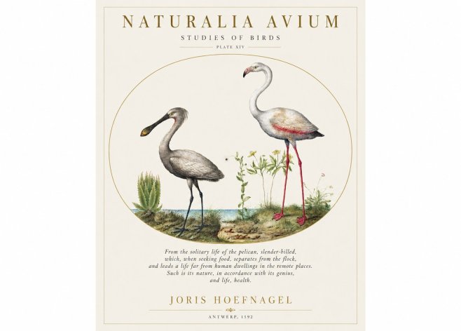 Joris Hoefnagel The Solitary Sanctuary of the Spoonbill and the Flamingo No2 - Póster