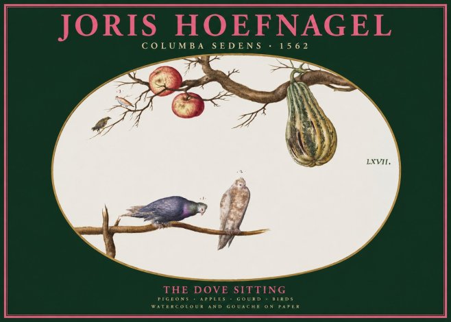 Joris Hoefnagel Pigeons Sitting. No3 - Póster
