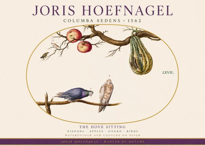 Joris Hoefnagel Pigeons Sitting. No4 - Póster