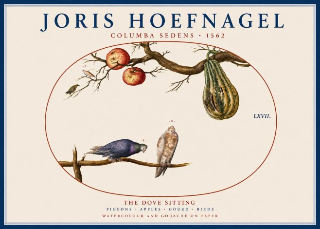 Joris Hoefnagel Pigeons Sitting. No5 - Póster