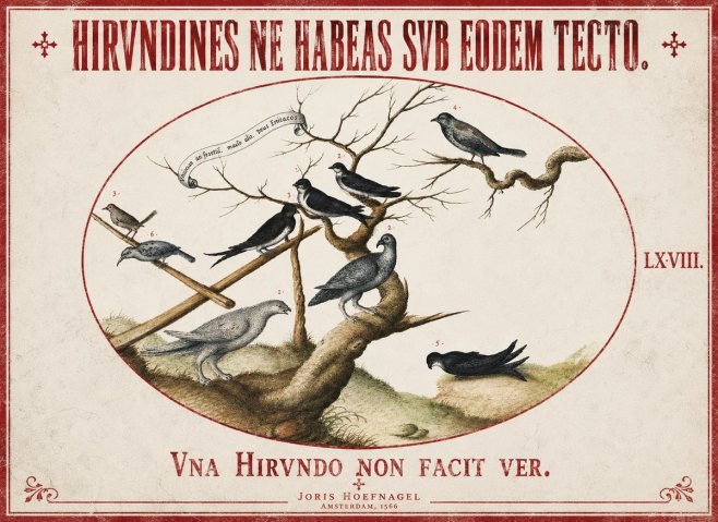 Joris Hoefnagel Birds Study No3 - Póster
