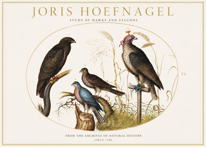 Joris Hoefnagel Studies of Hawks and Falcons No2 - Póster