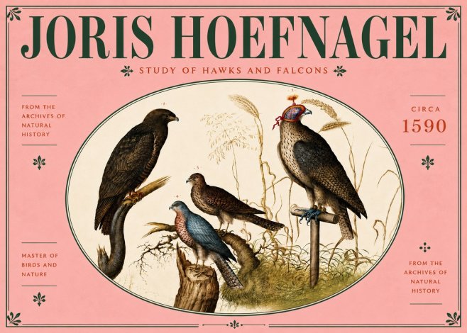 Joris Hoefnagel Studies of Hawks and Falcons No6 - Póster