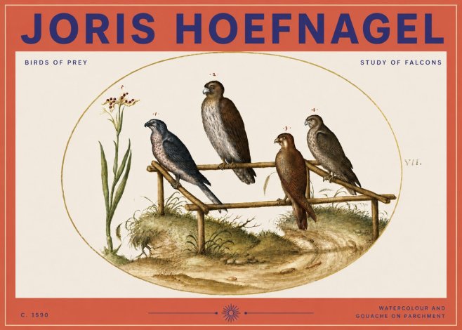 Joris Hoefnagel Study of Falcons No3 - Póster
