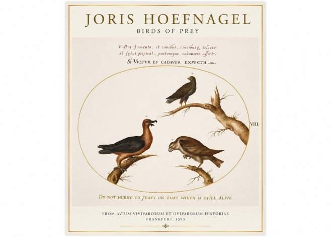 Joris Hoefnagel Birds of Prey No1 - Póster