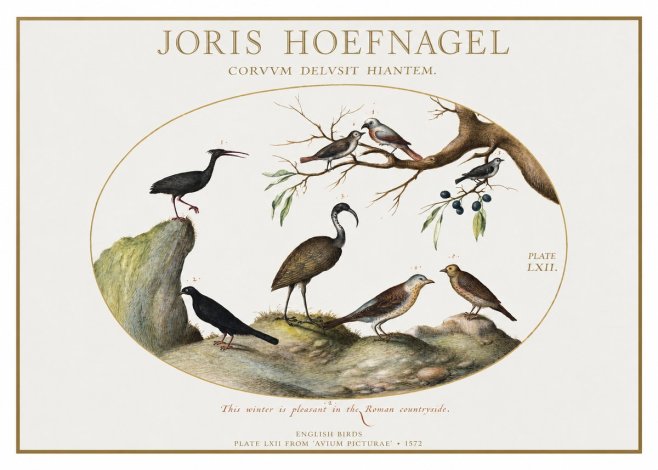 Joris Hoefnagel English Birds Plate Lxii No1 - Póster