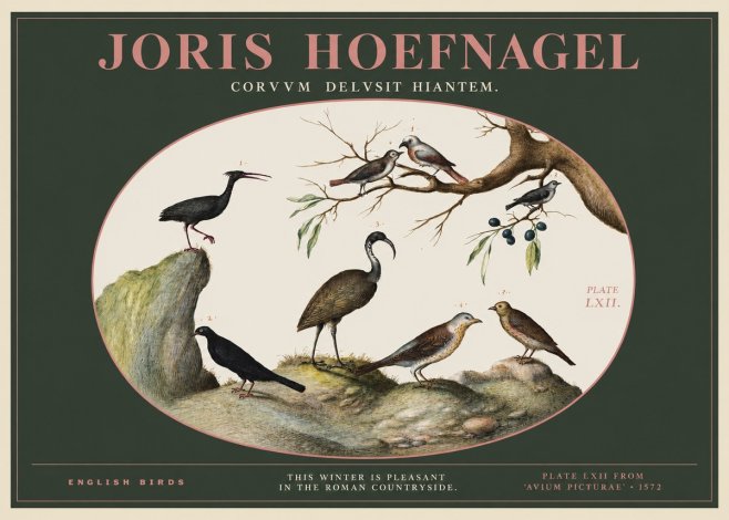 Joris Hoefnagel English Birds Plate Lxii No2 - Póster