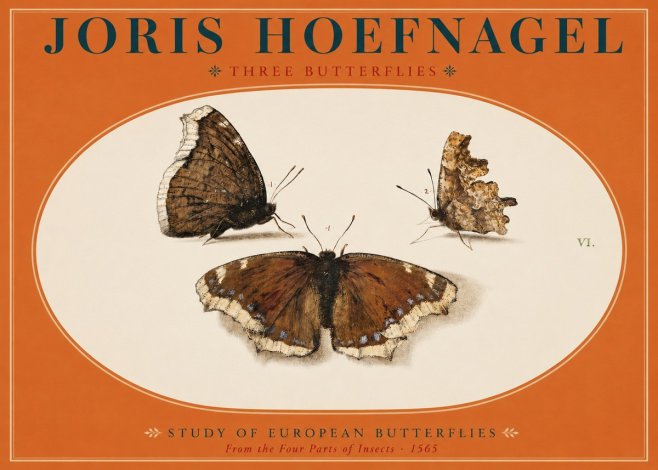 Joris Hoefnagel Three Butterflies I No2 - Póster