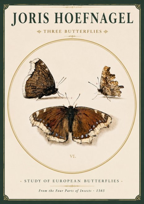 Joris Hoefnagel Three Butterflies I No3 - Póster