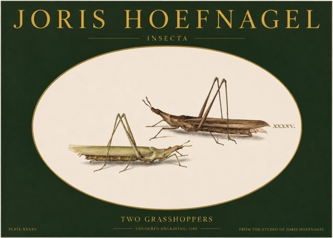 Joris Hoefnagel Two Grasshoppers No2 - Póster