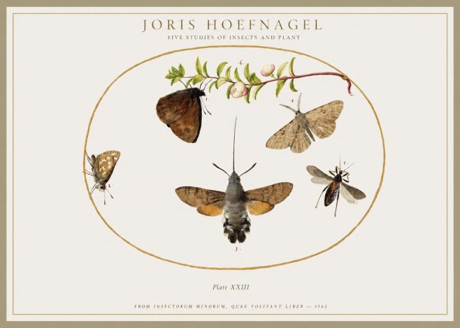 Joris Hoefnagel Five Studies of Insects and Plant No1 - Póster