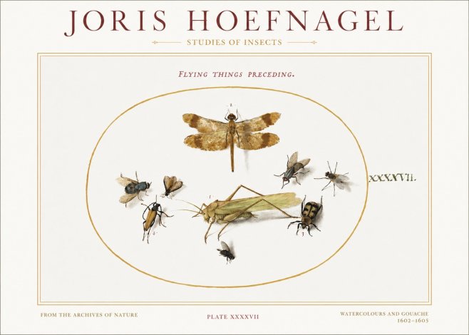 Joris Hoefnagel Flying Things Preceding. No1 - Póster