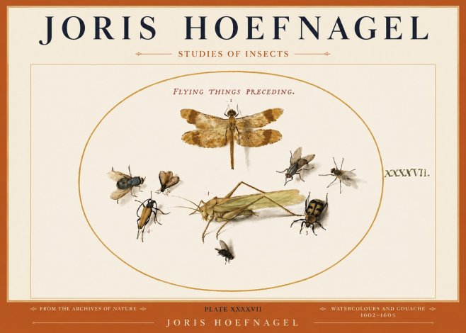 Joris Hoefnagel Flying Things Preceding. No3 - Póster