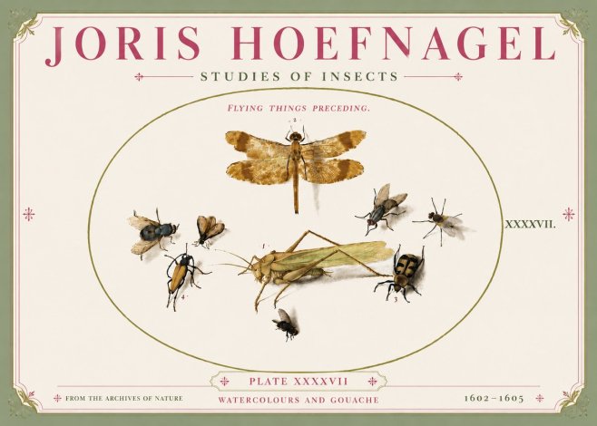 Joris Hoefnagel Flying Things Preceding. No5 - Póster