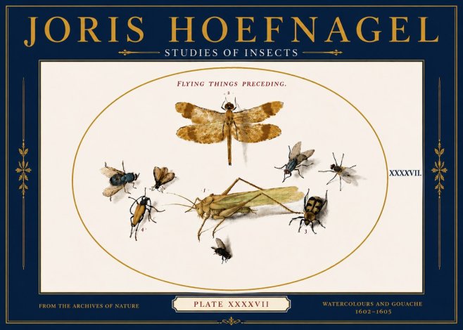 Joris Hoefnagel Flying Things Preceding. No6 - Póster