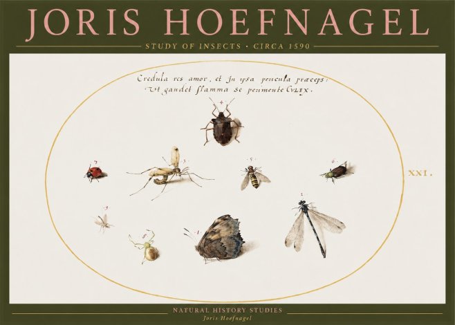 Joris Hoefnagel Study of Insects • Circa 1590 No2 - Póster