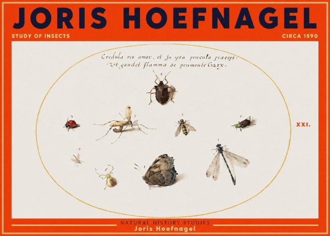 Joris Hoefnagel Study of Insects • Circa 1590 No3 - Póster