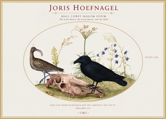 Joris Hoefnagel The Little Raven, the Great Raven, and the Skull No1 - Póster