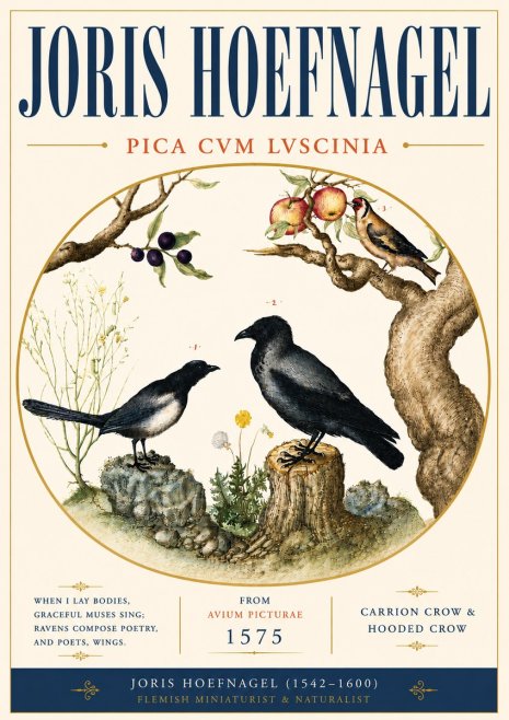 Joris Hoefnagel Carrion Crow & Hooded Crow No6 - Póster