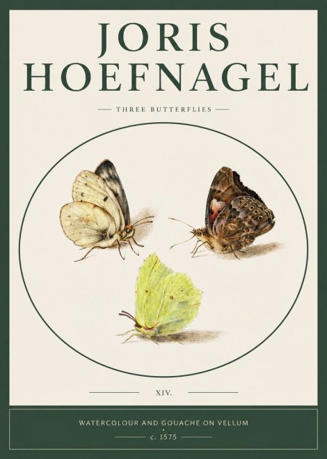 Joris Hoefnagel Three Butterflies II No2 - Póster