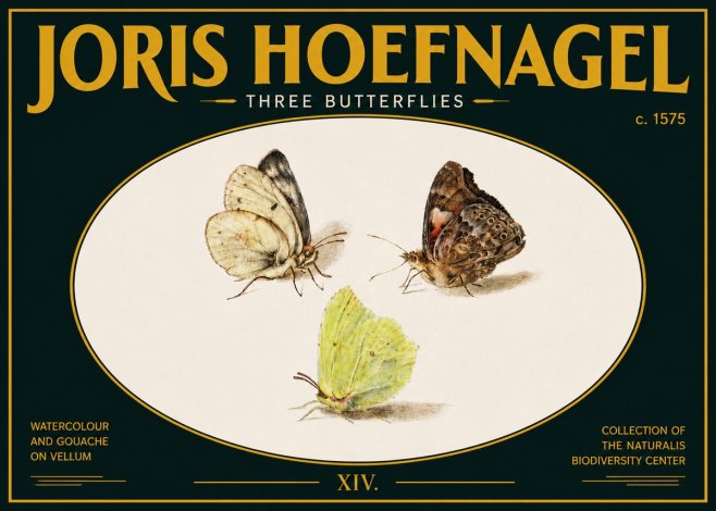 Joris Hoefnagel Three Butterflies II No5 - Póster