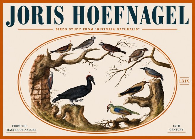 Joris Hoefnagel Birds in an Oval Frame No5 - Póster