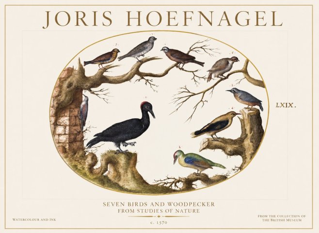 Joris Hoefnagel Birds in an Oval Frame No6 - Póster