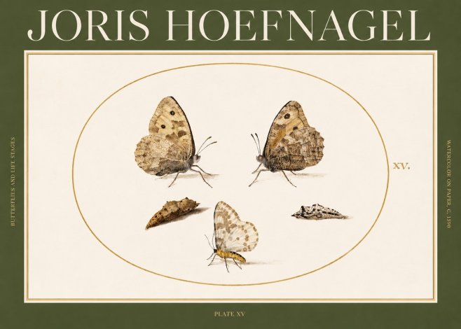 Joris Hoefnagel Butterflies and Life Stages - Plate Xv No2 - Póster