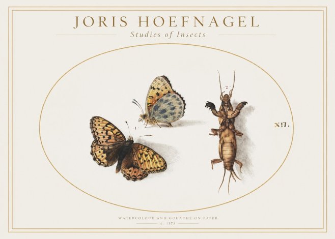 Joris Hoefnagel Studies of Insects Xii No1 - Póster